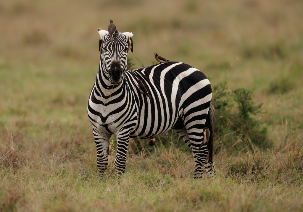 A Zebra in Africa on Safari