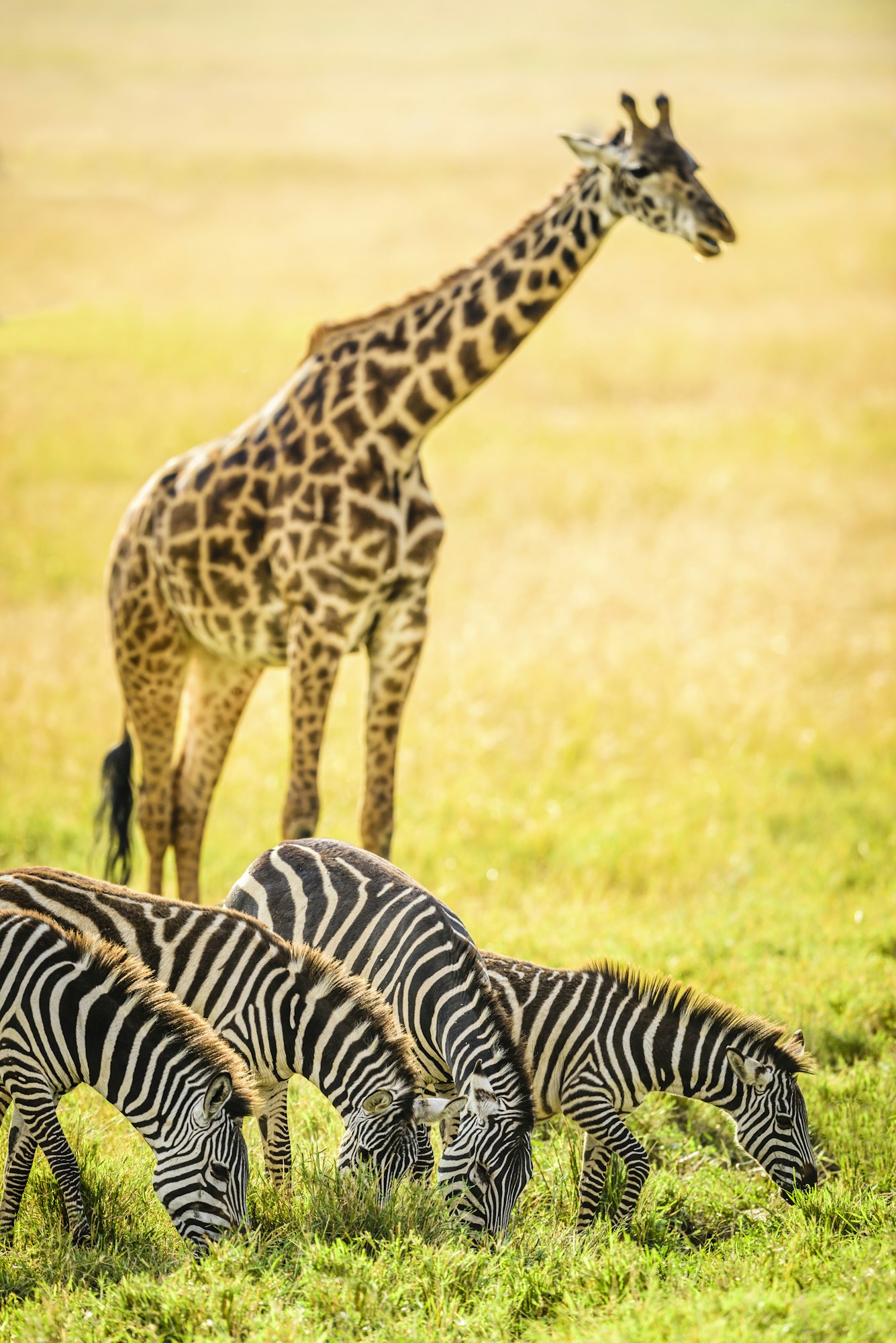 Giraffes and zebra grazing in savanna