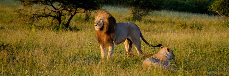 Lion male and female pairing during sunset in South Africa Thanda Game reserve Kwazulu Natal